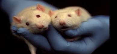 DENEY HAYVANLARI KULLANIMI EĞİTİMİ Programı Kayıtlarımız Başladı